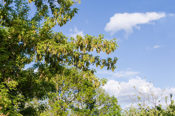 Branches of the ash-leaved maple with unripe winged seeds
