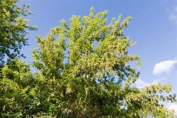 Top of the ash-leaved maple with unripe winged seeds