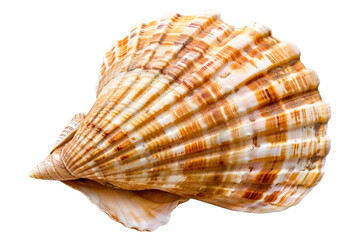 Obraz premium seashell isolated on transparent background