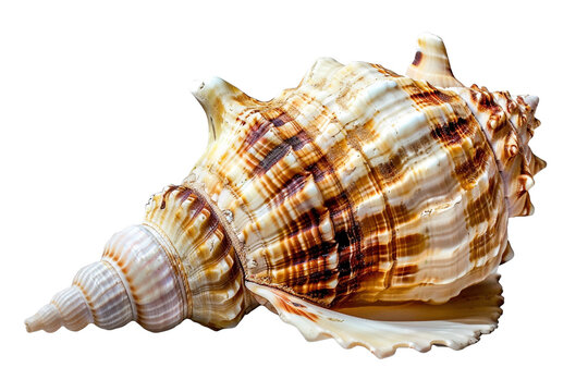 seashell isolated on transparent background