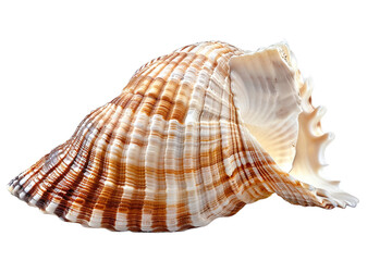 seashell isolated on transparent background