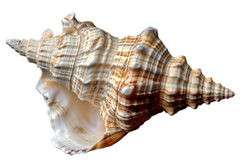 Fototapeta premium seashell isolated on transparent background