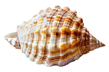 Obraz premium seashell isolated on transparent background