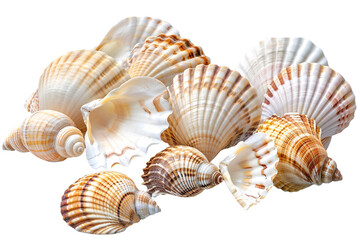 Obraz premium seashells isolated on transparent background