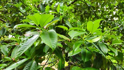 Close up of leaves of mangosteen fruit on tree at Mang Thit town, Vinh Long province, Mekong Delta Vietnam. Garden, tree, branches, green leaves concept.