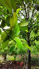 Close up of leaves of mangosteen fruit on tree at Mang Thit town, Vinh Long province, Mekong Delta Vietnam. Garden, tree, branches, green leaves concept.