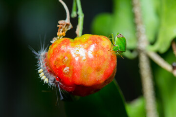 Worms and insects are eating the red fruit.