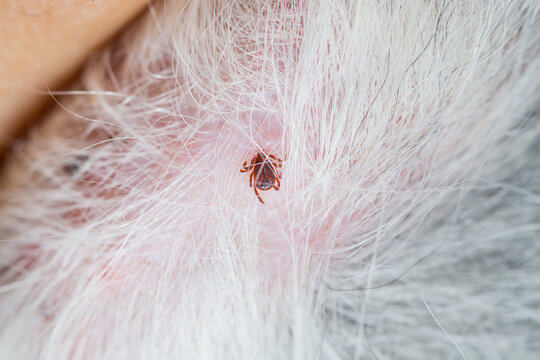 Ticks and fleas on dogs cause itching and irritation, resulting in the dog