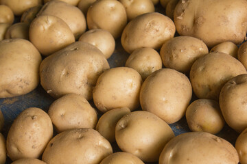 Fresh potatoes on the farm.