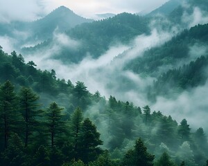 Misty Mountain Morning in Forested Slopes Scenic Wilderness Landscape and Natural Tranquility