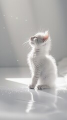 Kitten , commercial ads photo, product shot, stunning, beautiful, minimalist, award photo, centered