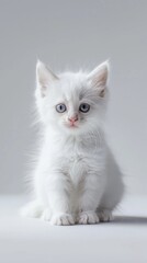 Kitten , commercial ads photo, product shot, stunning, beautiful, minimalist, award photo, centered