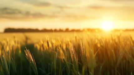 Obraz premium A golden field of crops bathed in the warm light of sunrise, symbolizing nature, growth, and tranquility.