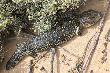 lizard on the sand