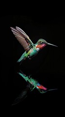 Obraz premium hummingbird , commercial ads photo, product shot, stunning, beautiful, minimalist, award photo, centered