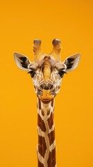 Obraz premium giraffe , commercial ads photo, product shot, stunning, beautiful, minimalist, award photo, centered