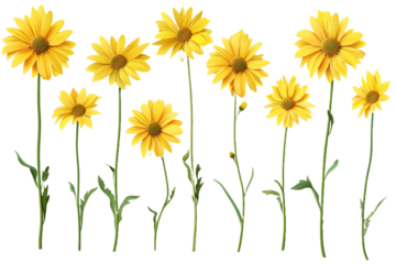 set of yellow flowers isolated on transparent background