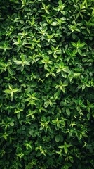 Obraz premium Intimate Portrait of Vibrant Wall Vegetation