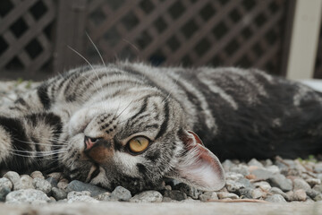 playful cat laying on the ground