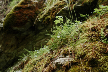 close up of green plants on forest wall