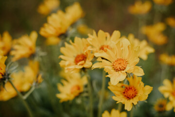 close up of arrowleaf balsamroot flowers