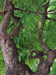 The picture shows a tall tree with a dense canopy of green leaves.