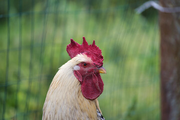 Rooster with a large red comb and bright eyes in a green farm background