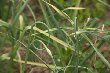 Close-up of garlic scapes curling in a garden, depicting natural growth and organic farming