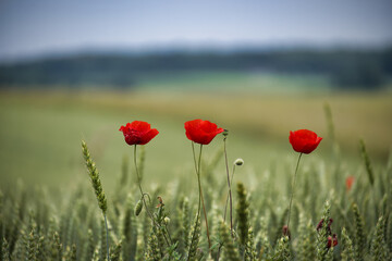 Three red poppies in a green field of wheat with blurry background on a summer day