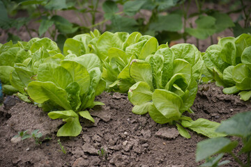 Fresh green lettuce growing in a garden with fertile soil