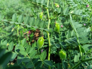 Chickpea plant in farm, Green Chickpeas field , Chick peas also known as harbara or harbhara, Green pod chickpea, gram or Bengal gram, chhana, chana, or channa crop of chickpea green plants pod seeds