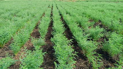 Chickpea farm 