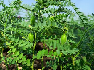 Chickpea plant in farm, Green Chickpeas field , Chick peas also known as harbara or harbhara, Green...