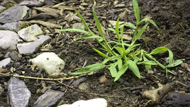 Closeup of Crab grass Lawn Weed, Crabgrass with Multiple Tillers, tillering stage, Digitaria sanguinalis