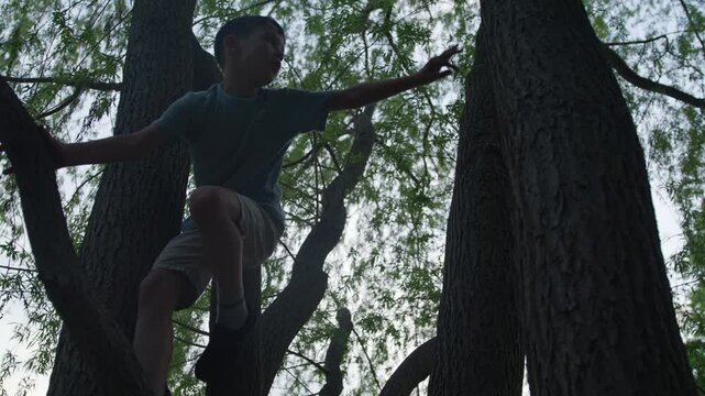 Young boy climbing tree at sunset - wide shot as he makes his way up tree