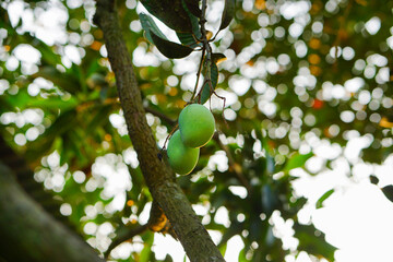 Mangoes on a beautiful colorful blurry background