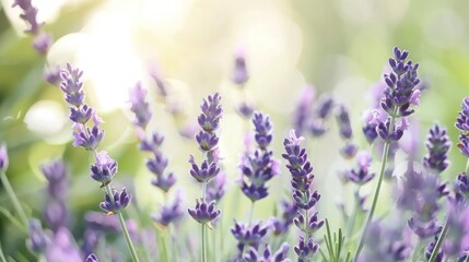 Lavender Field in Bloom