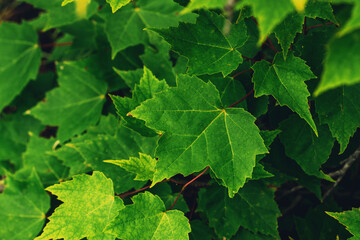 Group of green leaves maple plant with lush green leaves.