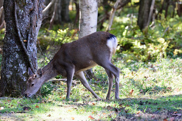 野草を食べるエゾシカ
