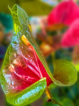 Anthuriums 