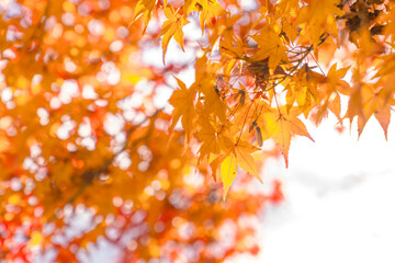 Beautiful autumn landscape.Falling maple leaf seasons.Maple leaves turn yellow, orange, red in autumn at Kyoto,Japan.