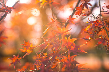 Beautiful autumn landscape.Falling maple leaf seasons.Maple leaves turn yellow, orange, red in autumn at Kyoto,Japan.