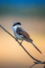 Grey-backed Fiscal Small bird perched on thin branch