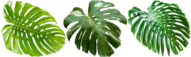 feuilles de philodendron sur fond blanc  © Unclesam