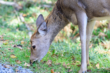 野草を食べるエゾシカ