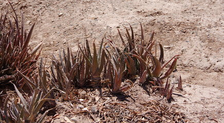 Wild aloe succulent plants in the desert