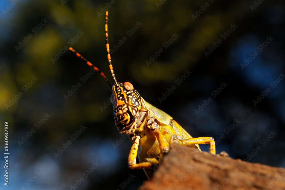 Sticker Portrait of an elegant grasshopper (Zonocerus elegans) in natural habitat, South Africa.