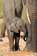 A small baby African elephant with mother (Loxodonta africana), Kruger National Park, South Africa.