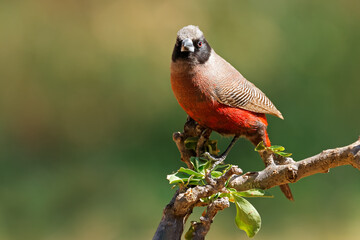 A small black-faced waxbill (Estrilda erythronotos) perched on a branch, South Africa.