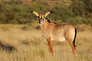 A rare roan antelope (Hippotragus equinus) in natural habitat, Mokala National Park, South Africa.